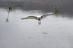 heiliger ibis-vogel, der im kruger park fliegt foto