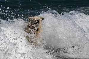 weißer Wolfshund, während er dich vom Meer aus ansieht foto