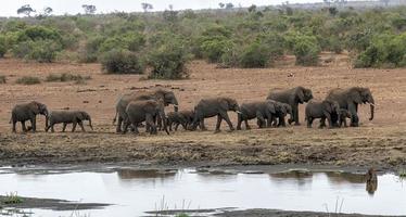 Elefantengruppe trinkt am Pool im Krüger Park Südafrika foto
