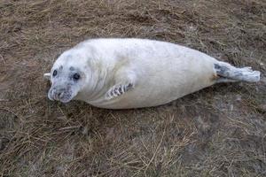 Kegelrobbenwelpe beim Entspannen am Strand in Großbritannien foto