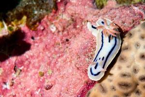 eine weiß-rosa Nacktschnecke in Raja Ampat, Papua, Indonesien foto