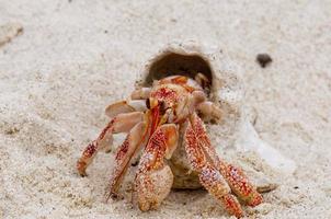 Eine rote kleine Krabbe mit ihrer Schale, die auf weißem Sand aus nächster Nähe läuft foto