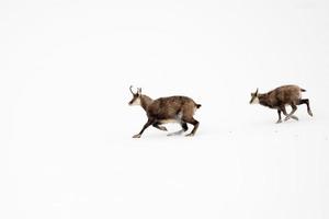 Vater und Sohn Gämse laufen im Schnee foto