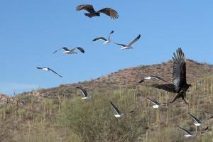 Zopilotengeier in Baja California foto