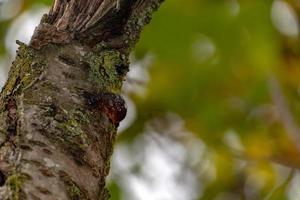 Baum natürliches Bernsteinharz Detail hautnah foto