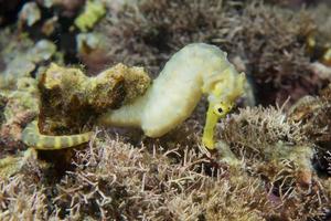 ein gelbes weibliches seepferdchen, das sie auf cebu, philippinen anschaut foto