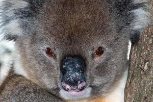 wilder Koala auf einem Baum, während er dich ansieht foto