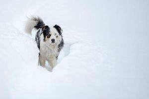 Blauäugiger Hund auf dem Schneehintergrund foto