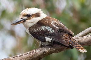 kookaburra australien lachendes vogelporträt foto