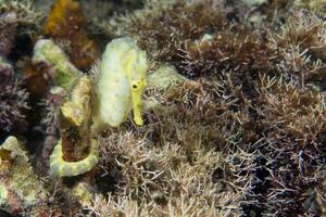 ein gelbes weibliches seepferdchen, das sie auf cebu, philippinen anschaut foto