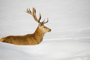 isolierte Hirsche auf dem weißen Schnee Hintergrund foto