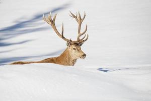 isolierte Hirsche auf dem weißen Schnee Hintergrund foto