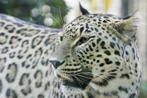 Jaguar Leopard Chetaa Nahaufnahme Porträt isoliert foto