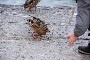 Wildente von Menschenhand gefüttert foto