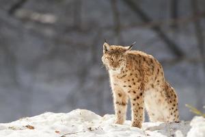 Luchs im Schnee foto