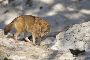 Ein grauer Wolf, isoliert im Schnee, während er dich ansieht foto