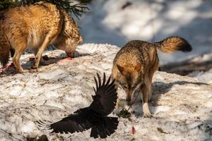 Wolf frisst und jagt im Schnee foto