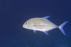 Riesenmakrelen Thunfisch Caranx Fisch foto