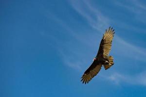 Bussardgeier, der in den tiefblauen Himmel fliegt foto