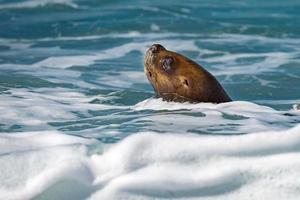Seelöwe auf Schaum und Meereswelle foto