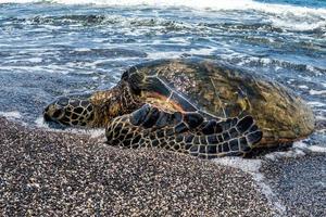 grüne schildkröte, die am ufer in hawaii ankommt