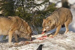 Ein grauer Wolf, isoliert im Schnee, während er frisches Fleisch isst foto