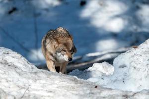 grauer Wolf auf dem Schneehintergrund foto