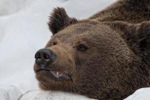 Schwarzbär-Braun-Grizzly-Porträt im Schnee, während er dich ansieht foto