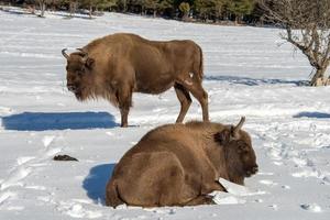 Europäischer Bison auf Schneehintergrund foto