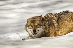 grauer Wolf auf dem Schneehintergrund foto