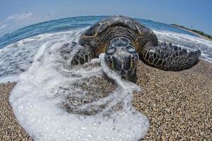 Grüne Schildkröte am Sandstrand foto