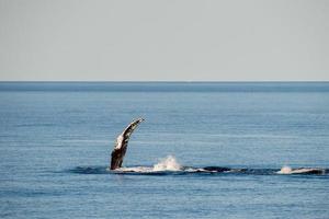 Buckelwale schwimmen in australien foto