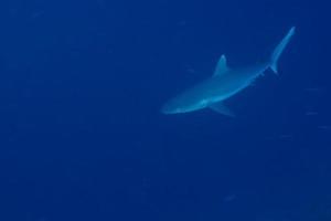 graue Haifischbacken bereit, Unterwasser-Nahaufnahmeporträt anzugreifen foto