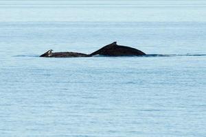 Buckelwale schwimmen in australien foto