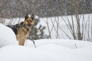 Hund unter dem Schnee foto