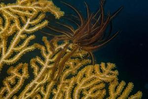 ein buntes weiches gelbes und schwarzes crinoid-korallenmakro in den cebu-philippinen foto