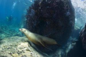 Seelöwe unter Wasser schaut dich an foto