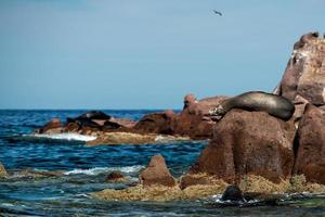 Seelöwenrobben, die sich in Baja California entspannen foto