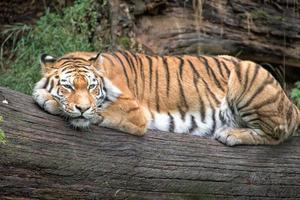 Sibirischer Tiger, der bereit ist, dich anzugreifen foto