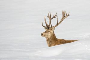 Hirsch auf dem Schneehintergrund foto