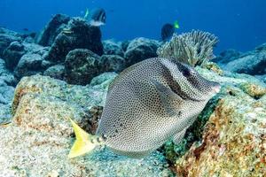 kaninchenfisch im meer von cortez mexiko foto