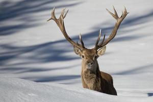 Hirsch auf dem Schneehintergrund foto