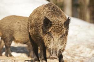 ein wildes Schweinemaul beim Essen foto