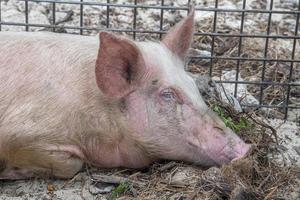 Großes rosa Schwein Nahaufnahme Detail foto