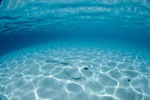 Stachelrochen verstecken sich im Sand in Französisch-Polynesien foto