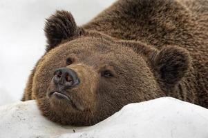 Bärenbraunes Grizzly-Porträt im Schnee foto
