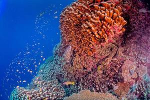 Malediven Korallenhaus für Fische foto