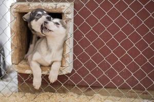 Welpe zwei Monate alter Husky-Hund foto