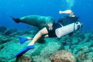 Fotograf Taucher nähert sich Seelöwenfamilie unter Wasser foto