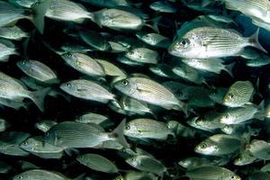 Sardinenschwarm Fischball unter Wasser foto